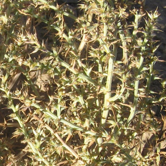 Salsola kali subsp. ruthenica - Chenopodiaceae