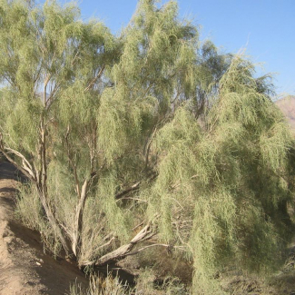 Haloxylon ammodendron - Chenopodiaceae