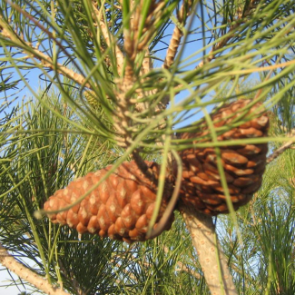 Pinus eldarica - Pinaceae