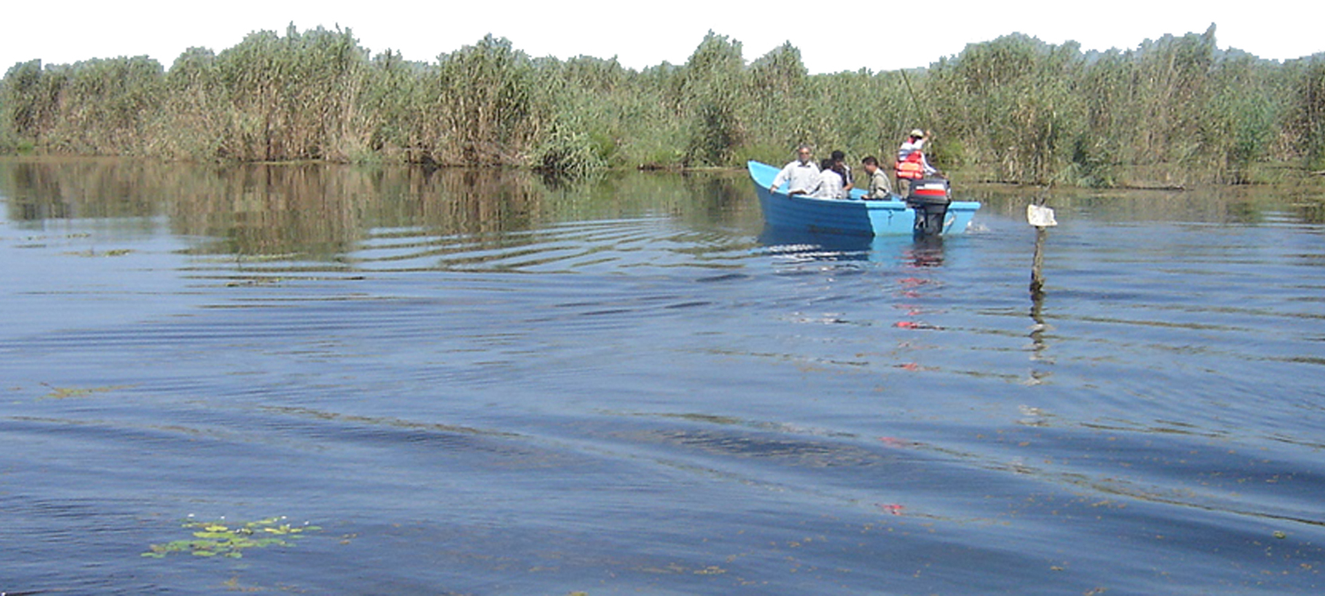 Cyprinus carpio