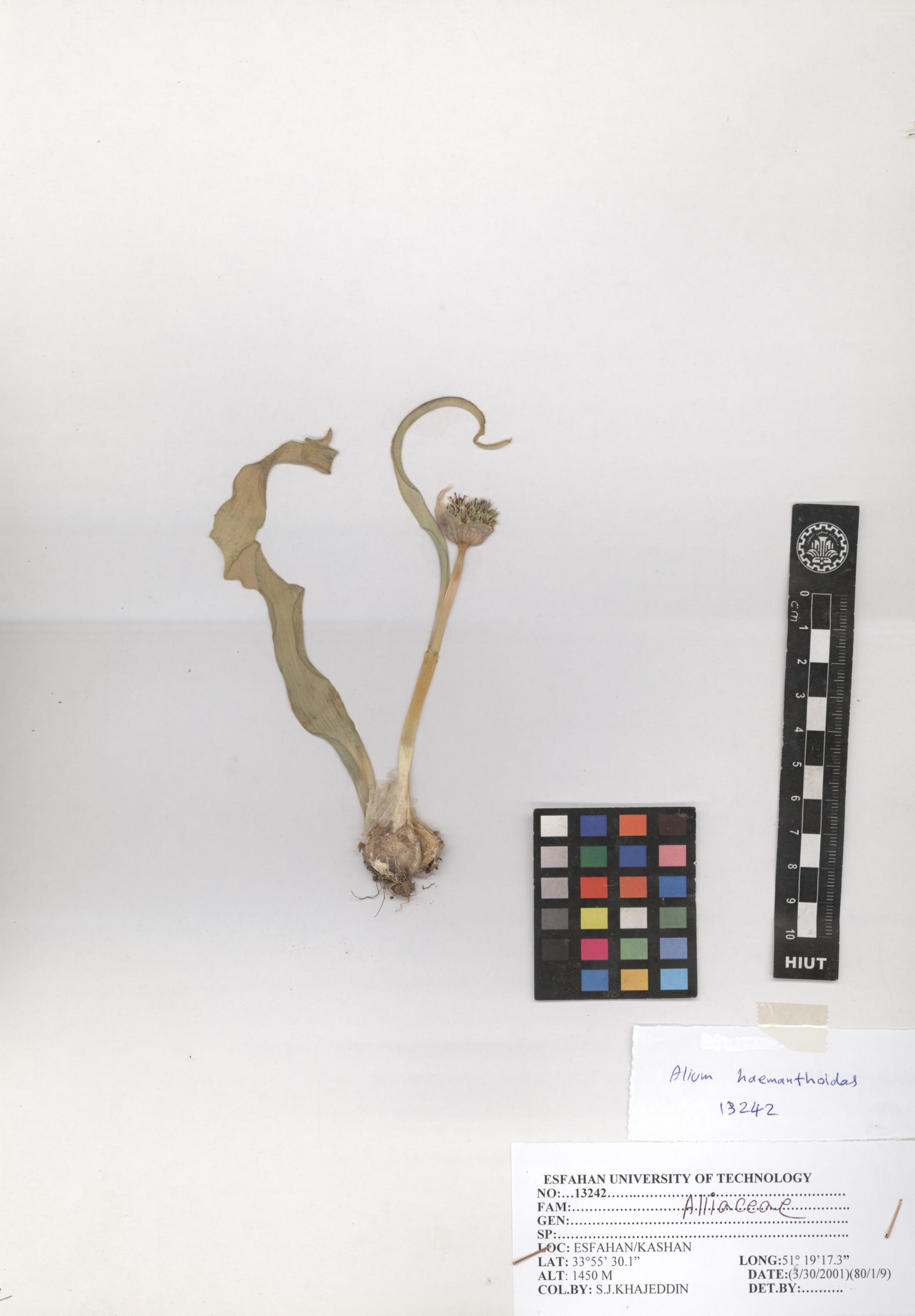 haemanthoides