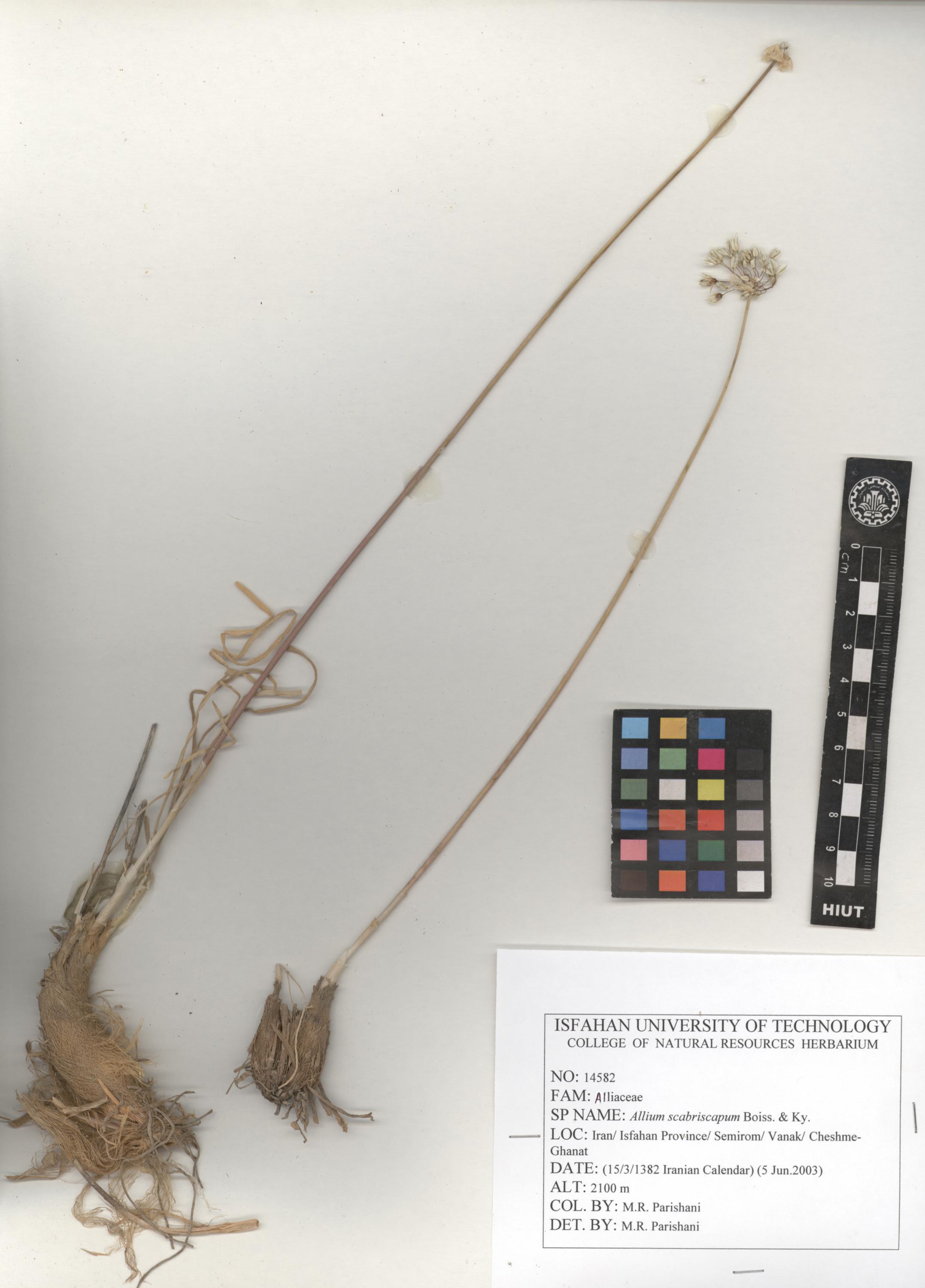  scabriscapum