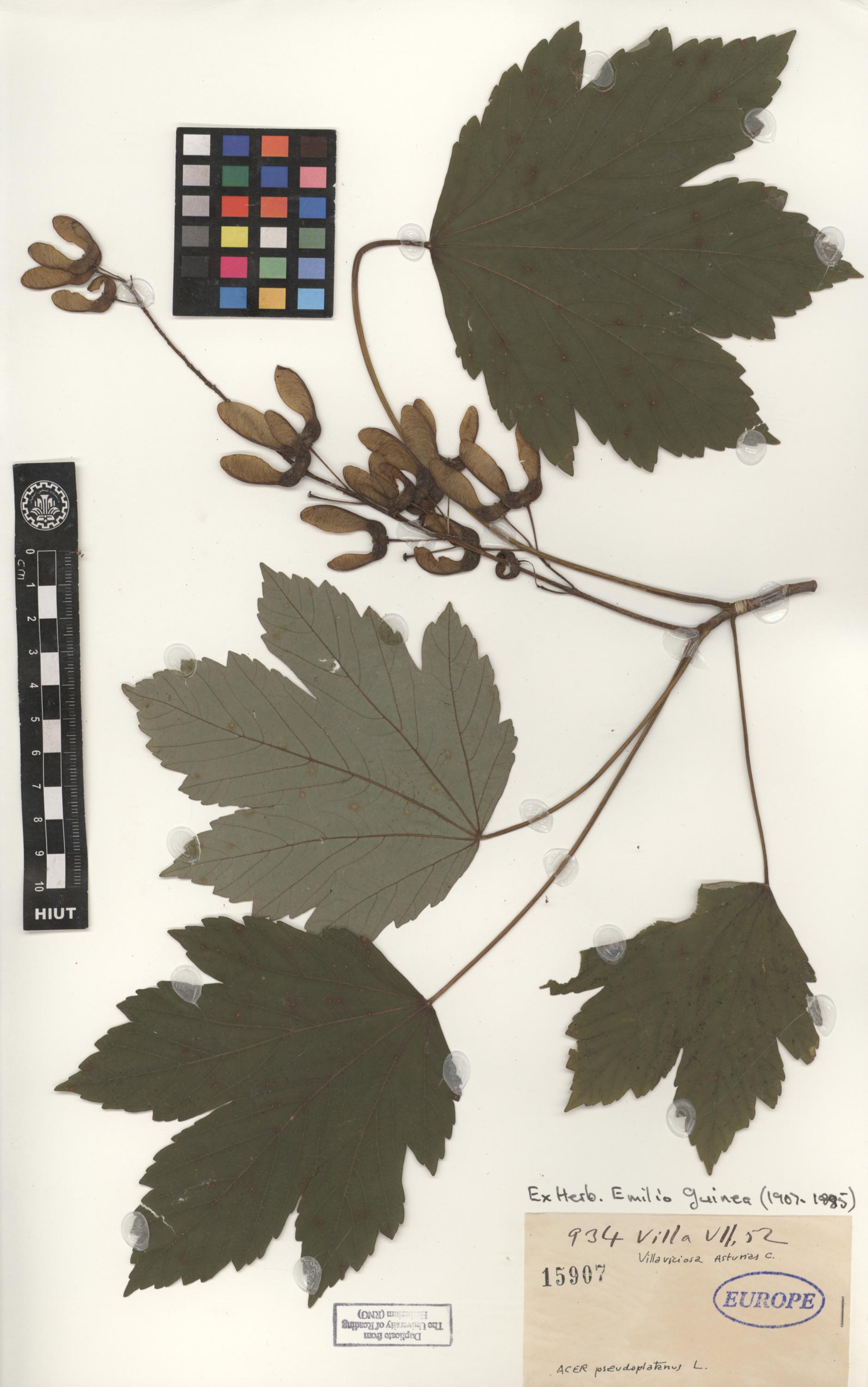 pseudoplatanus