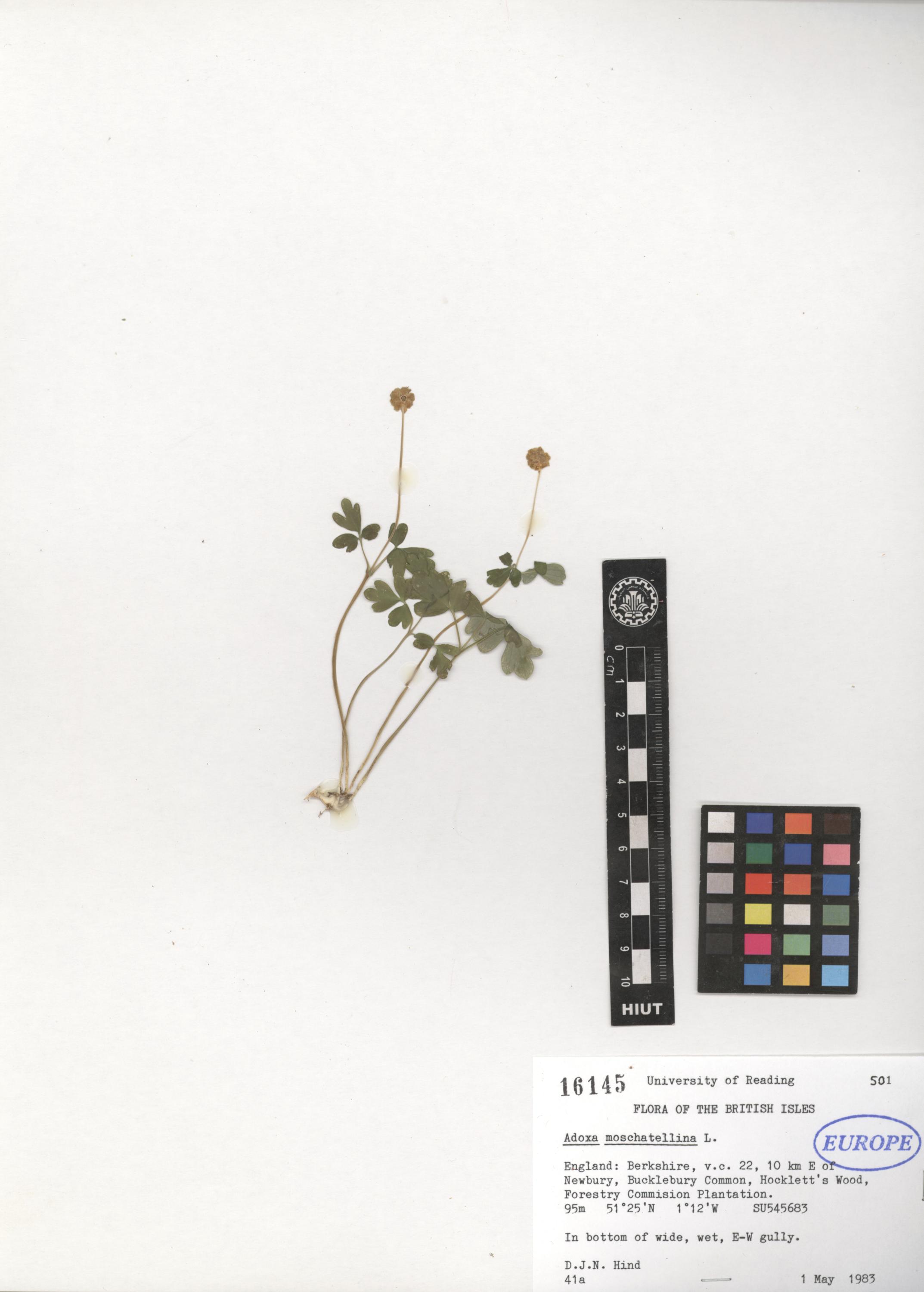 Adoxa