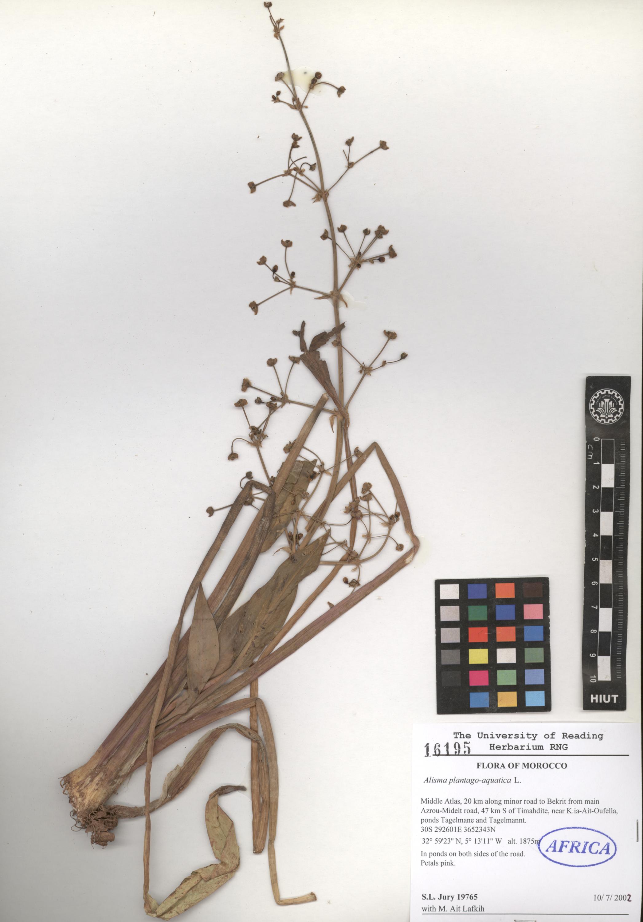 plantago-aquatica