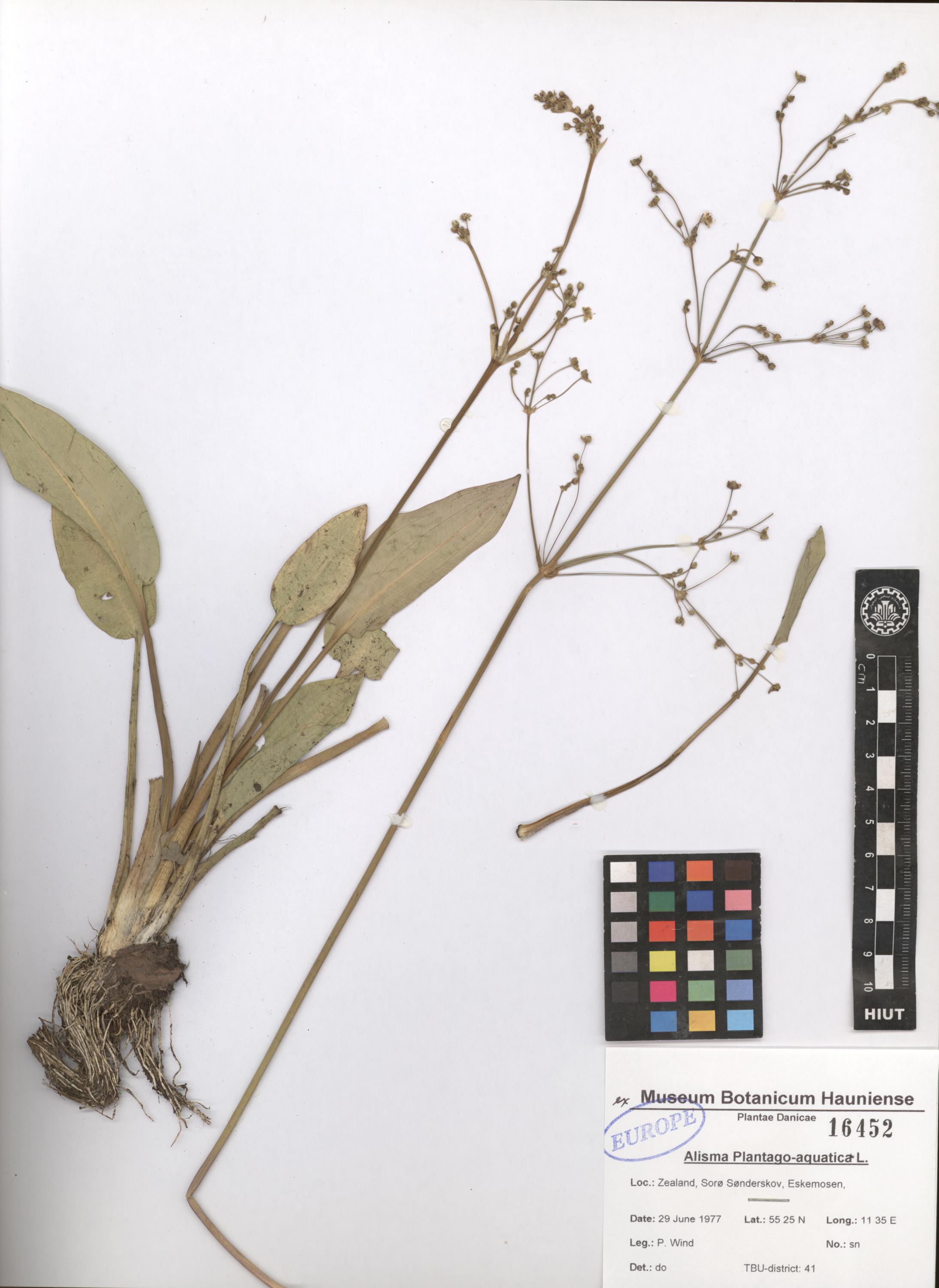 plantago-aquatica