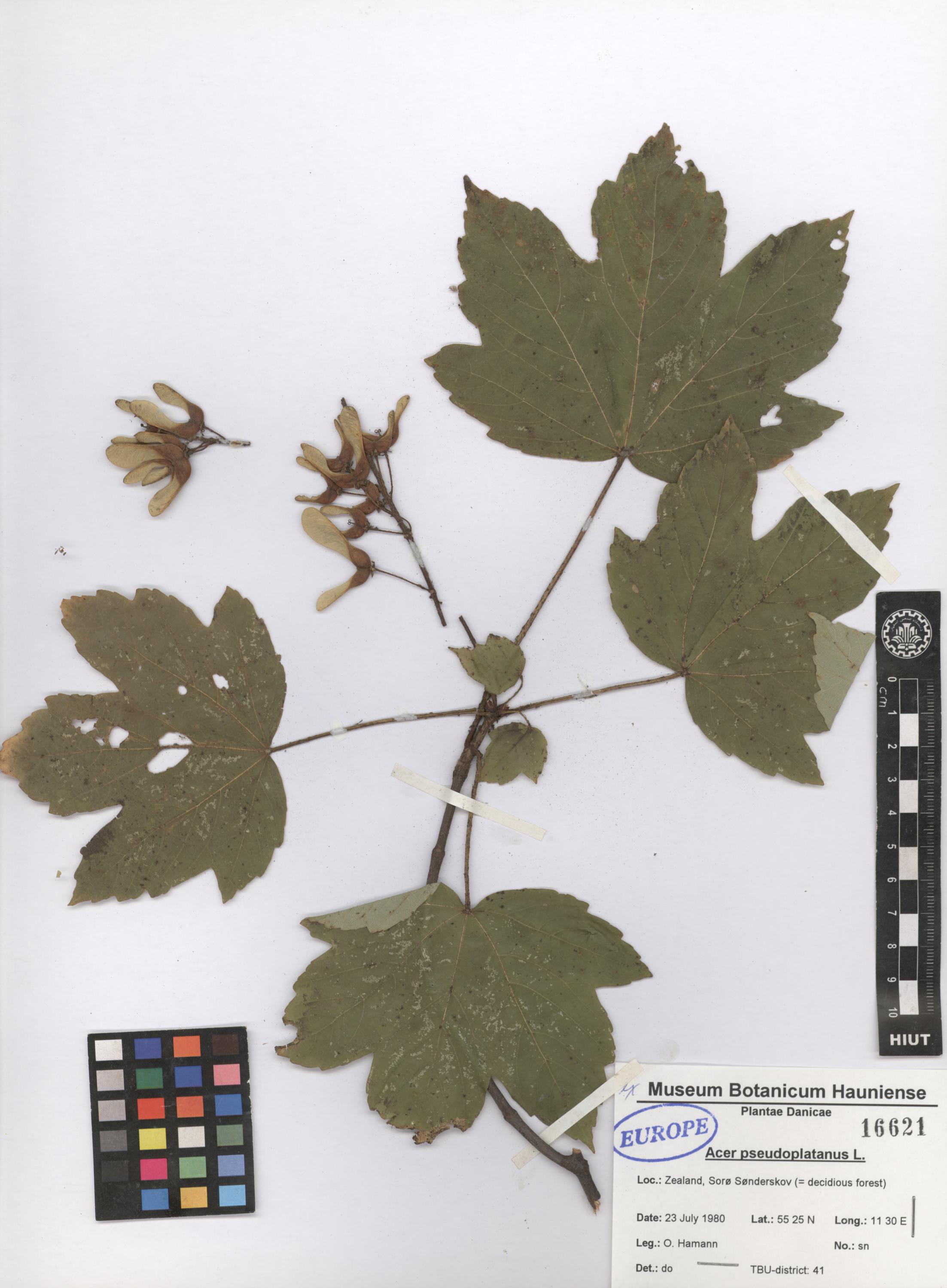 pseudoplatanus