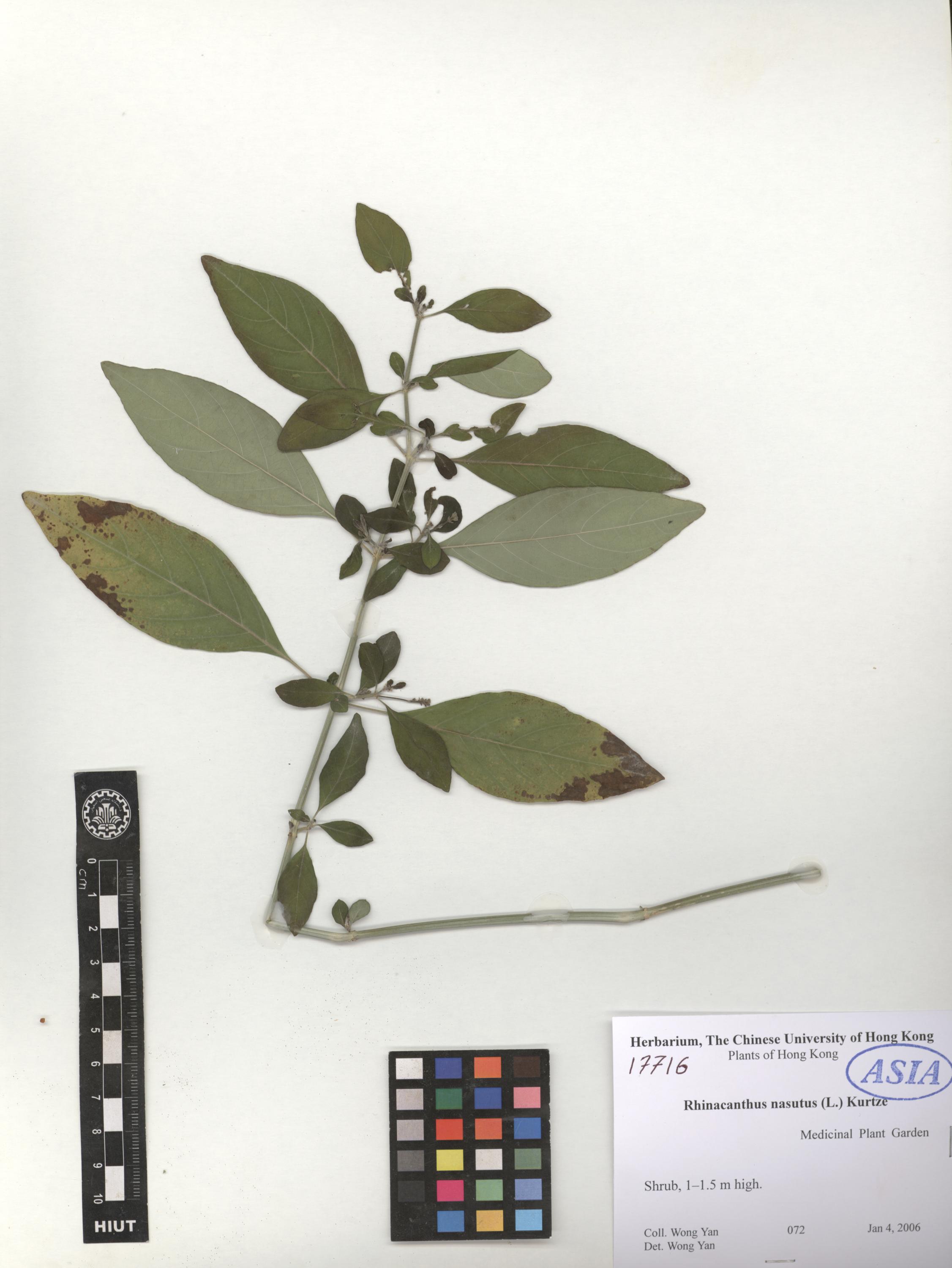 Rhinacanthus