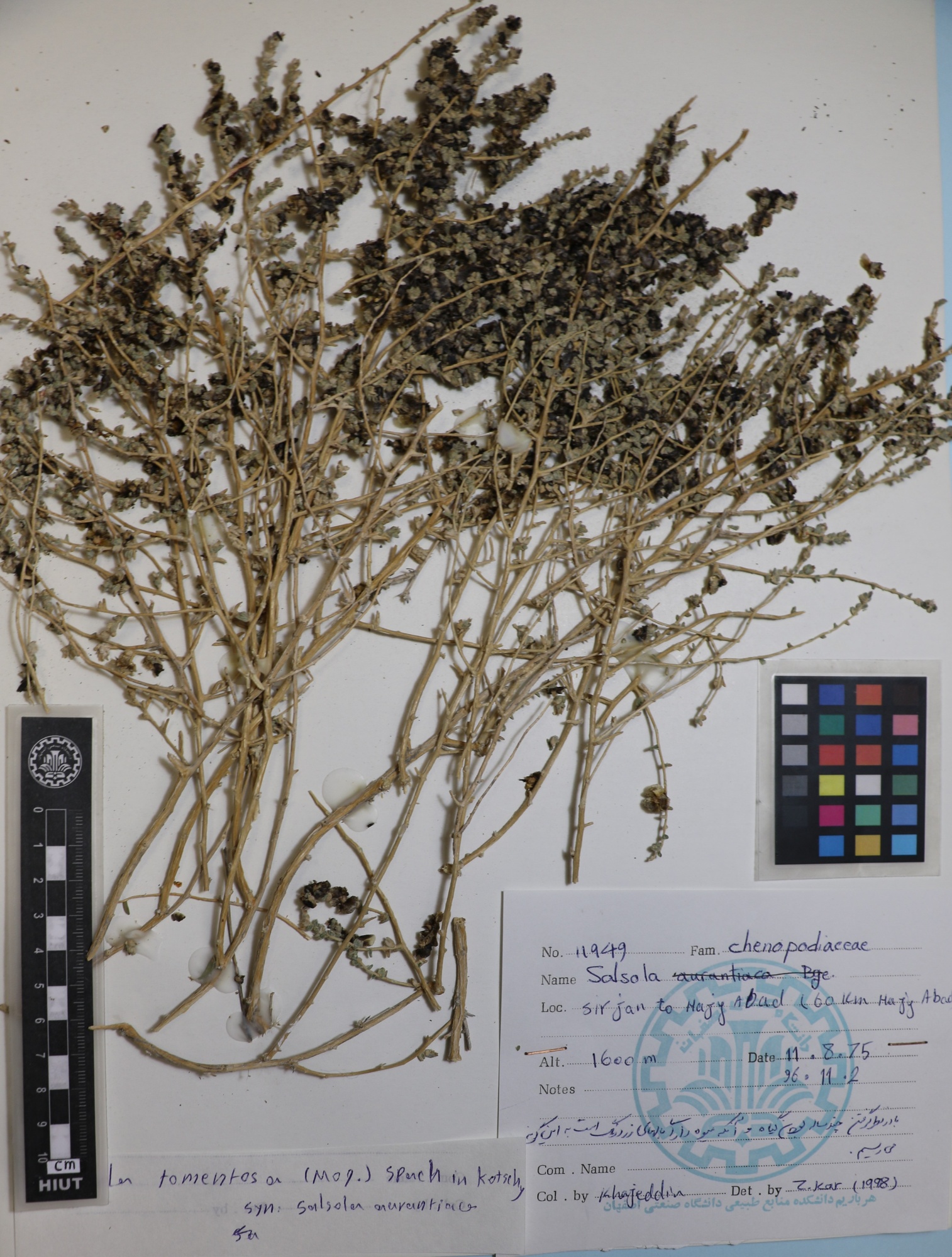 tomentosa