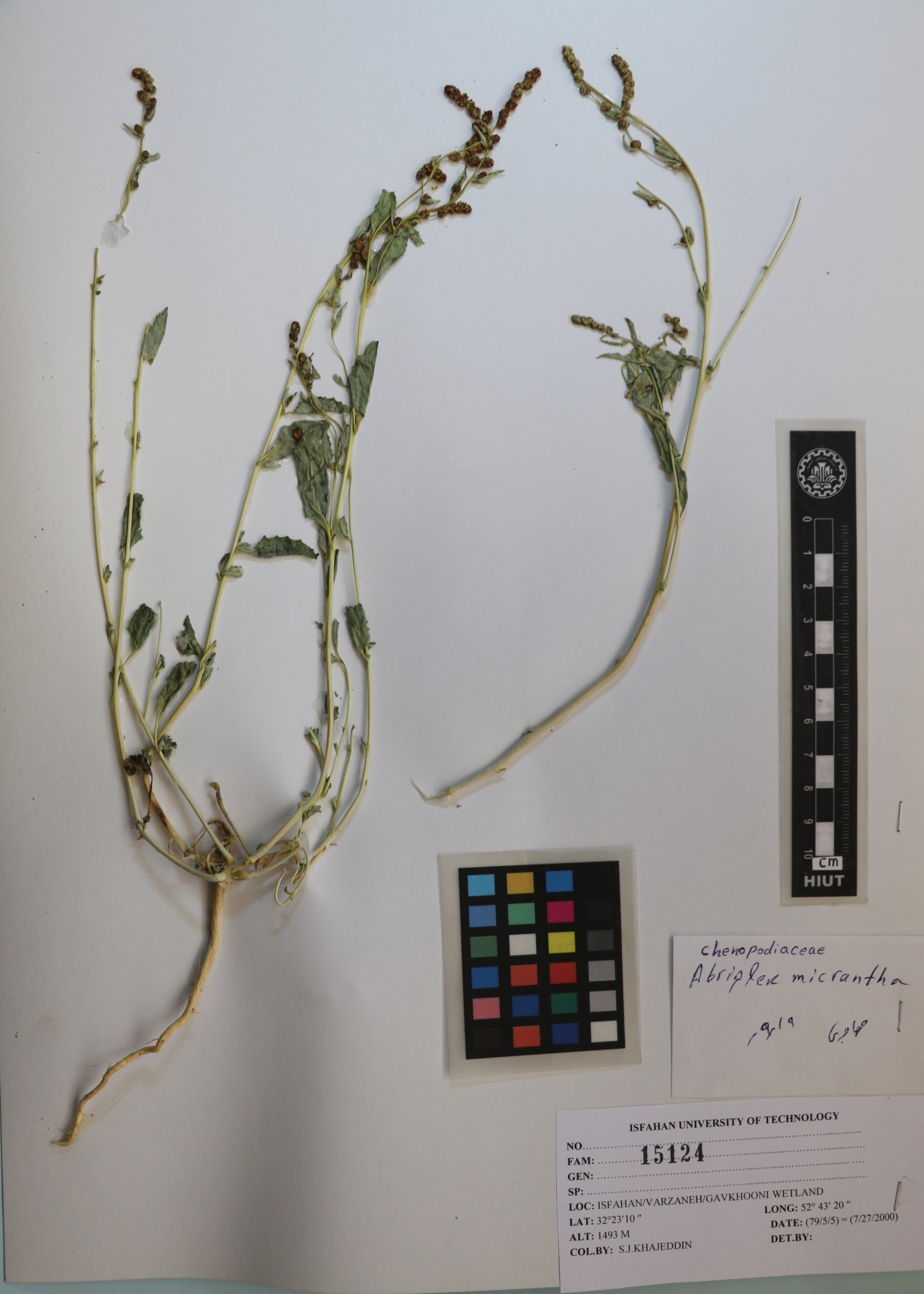 micrantha