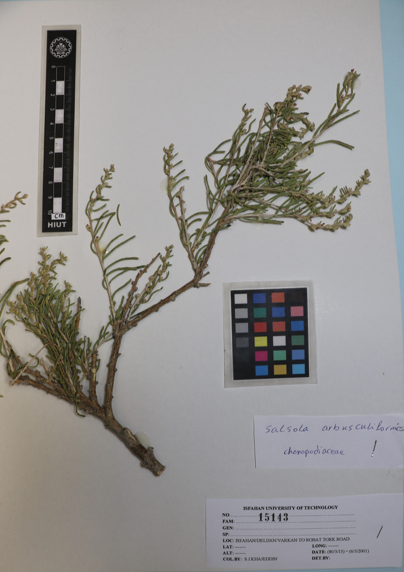 arbusculiformis 