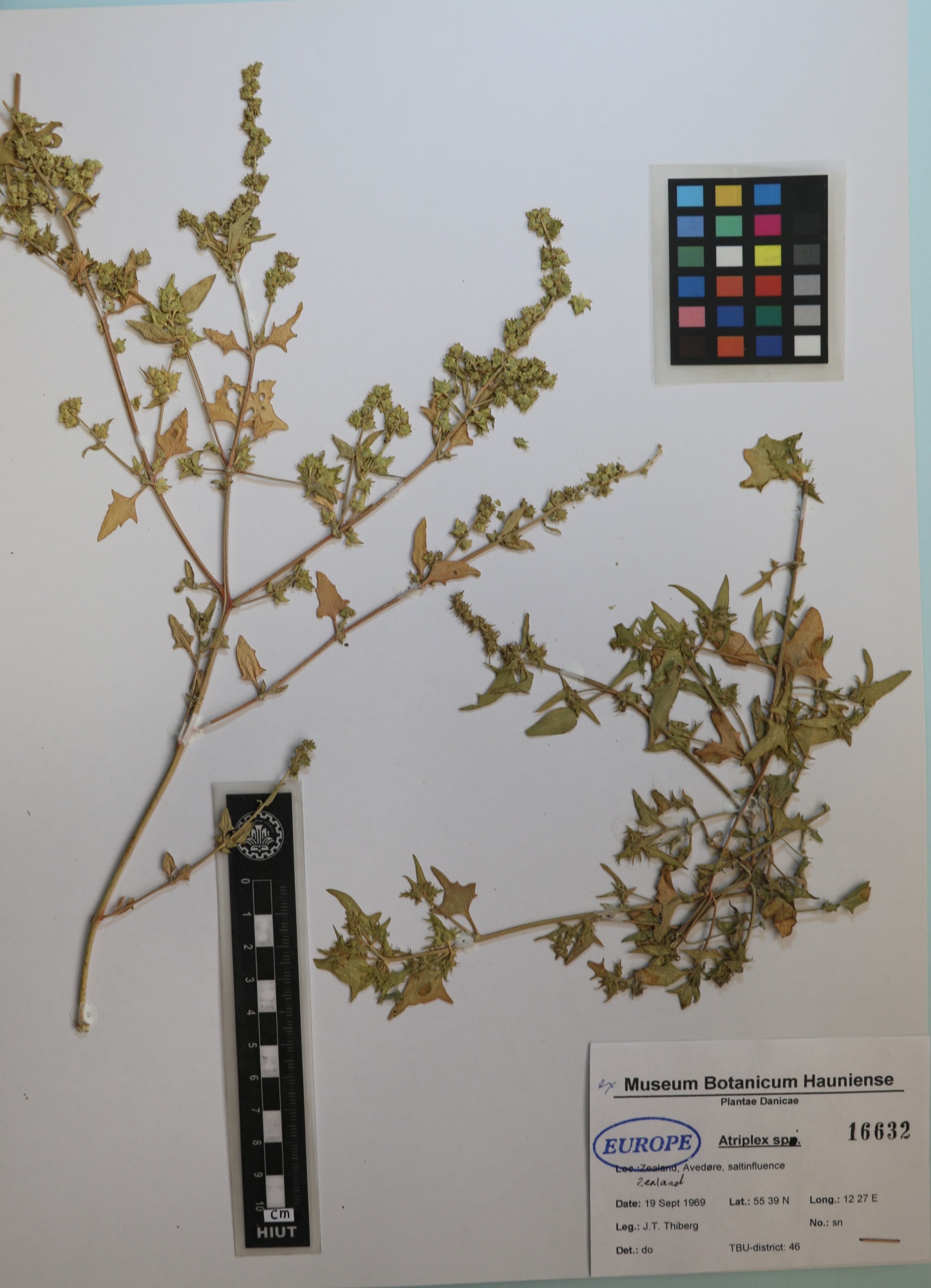Atriplex