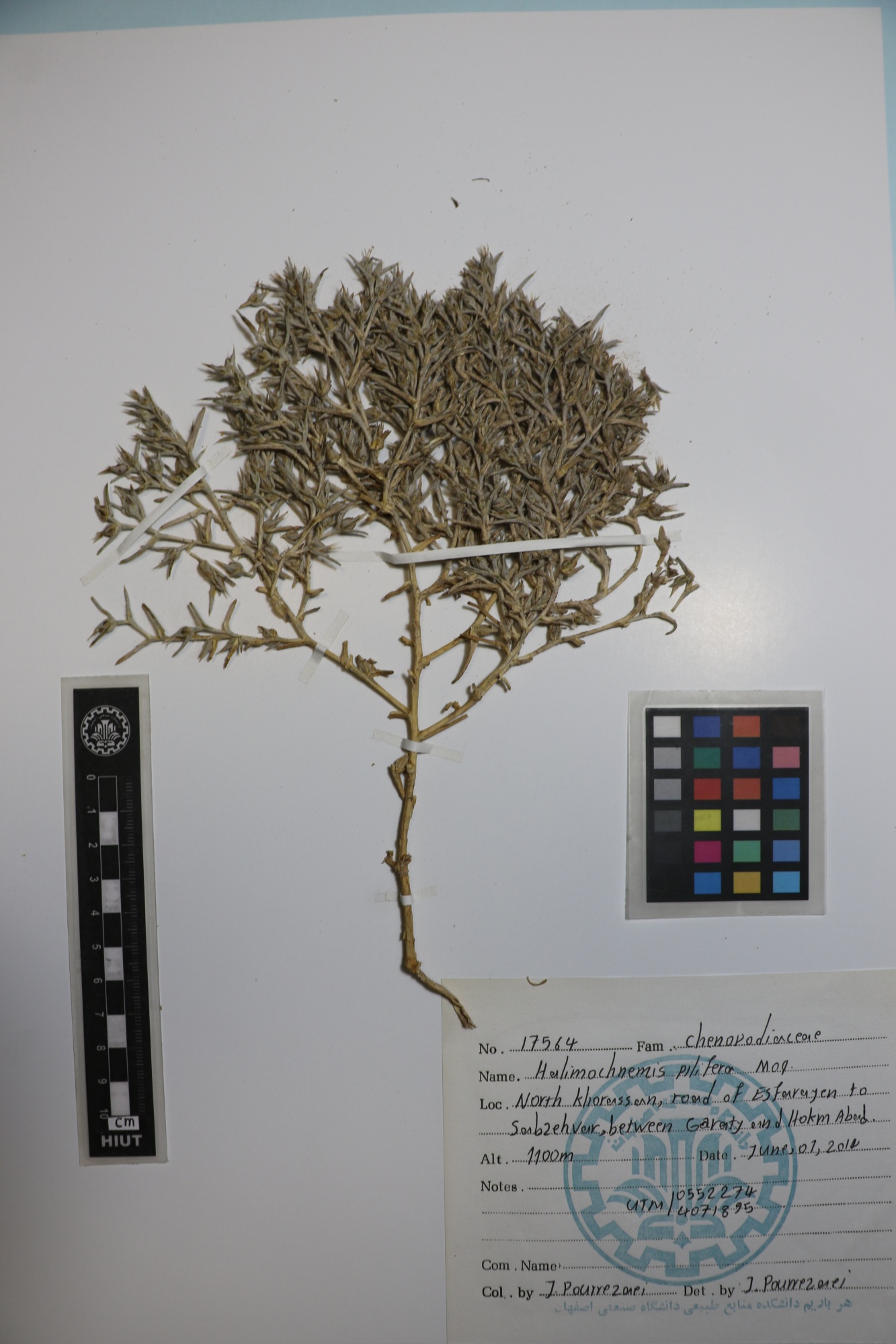 Halimocnemis