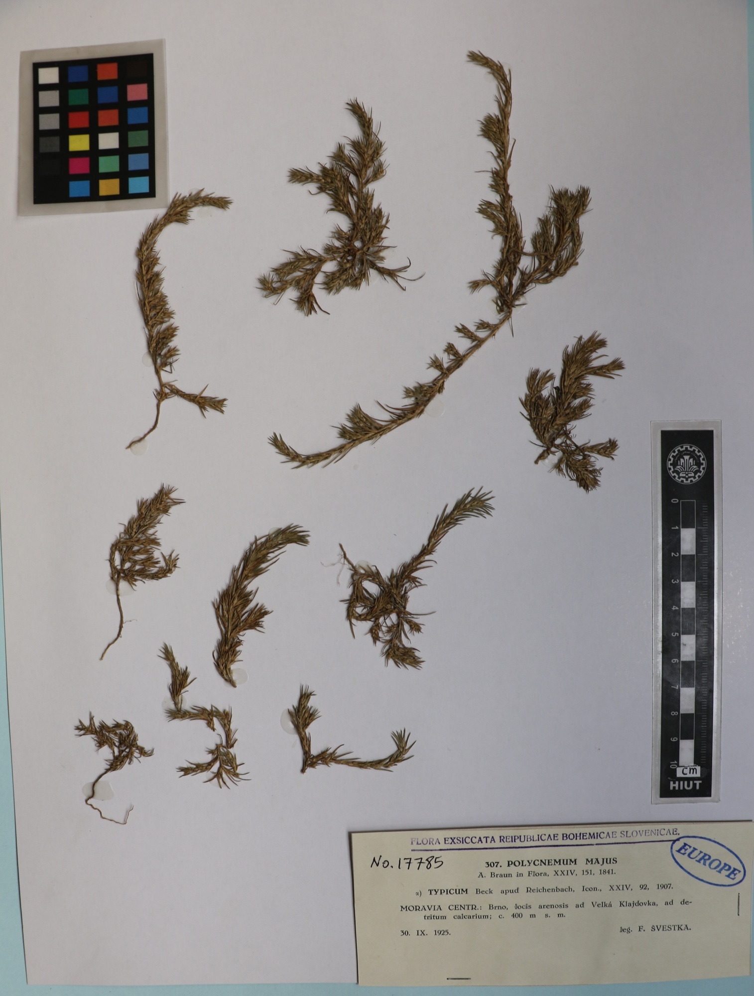 Polycnemum