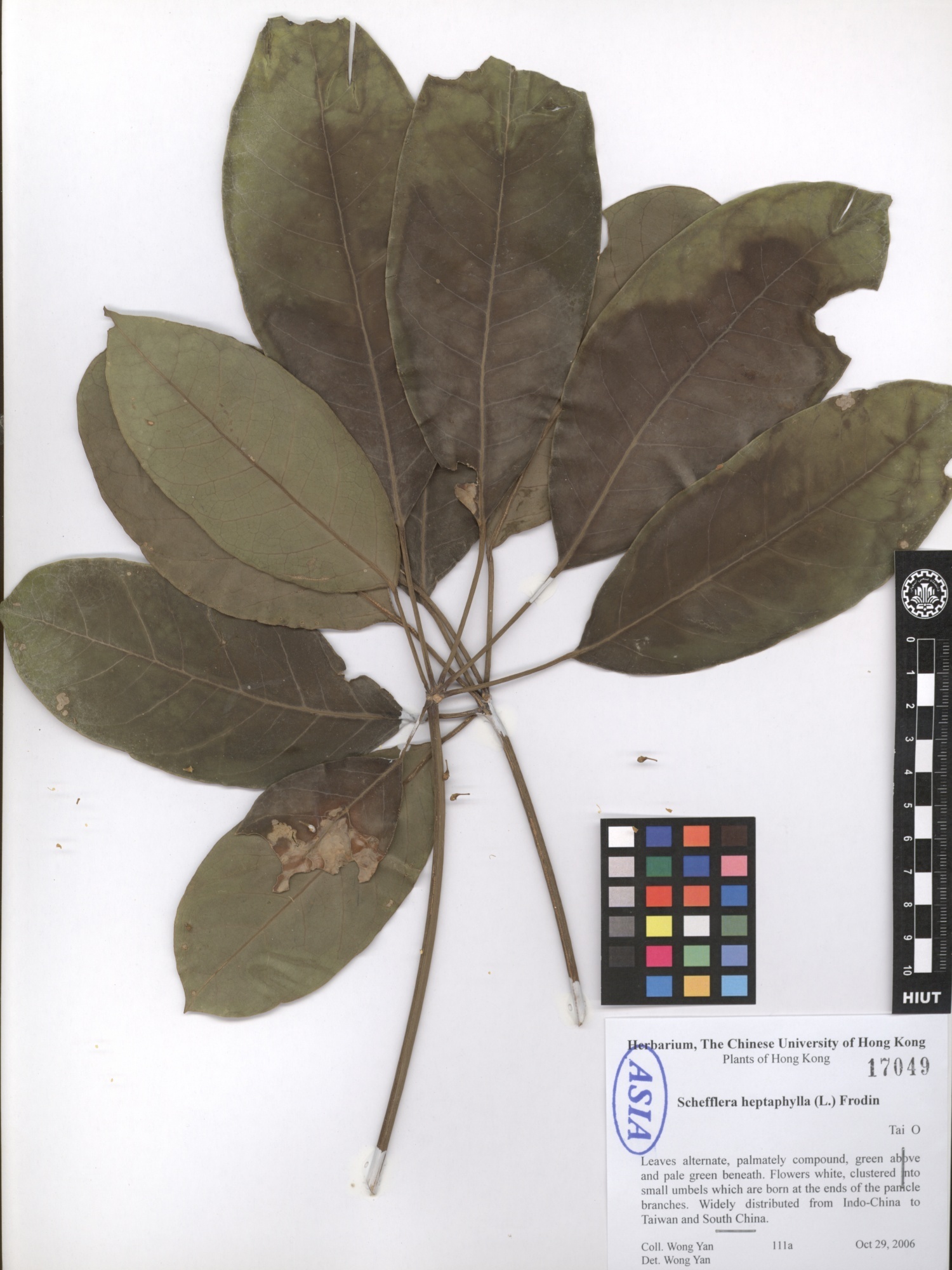Schefflera