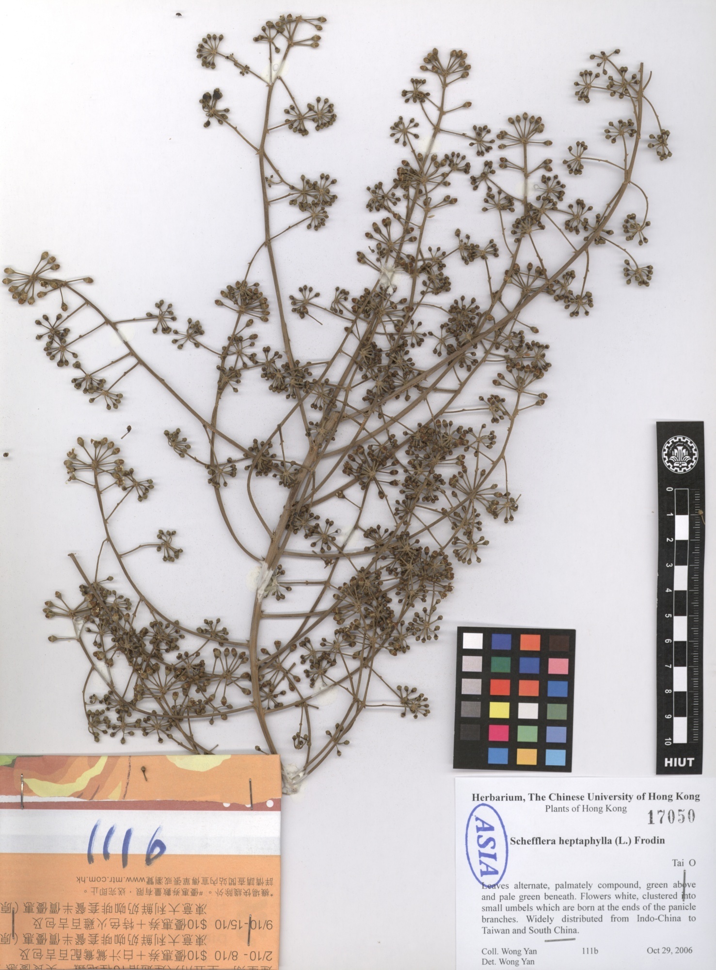Schefflera