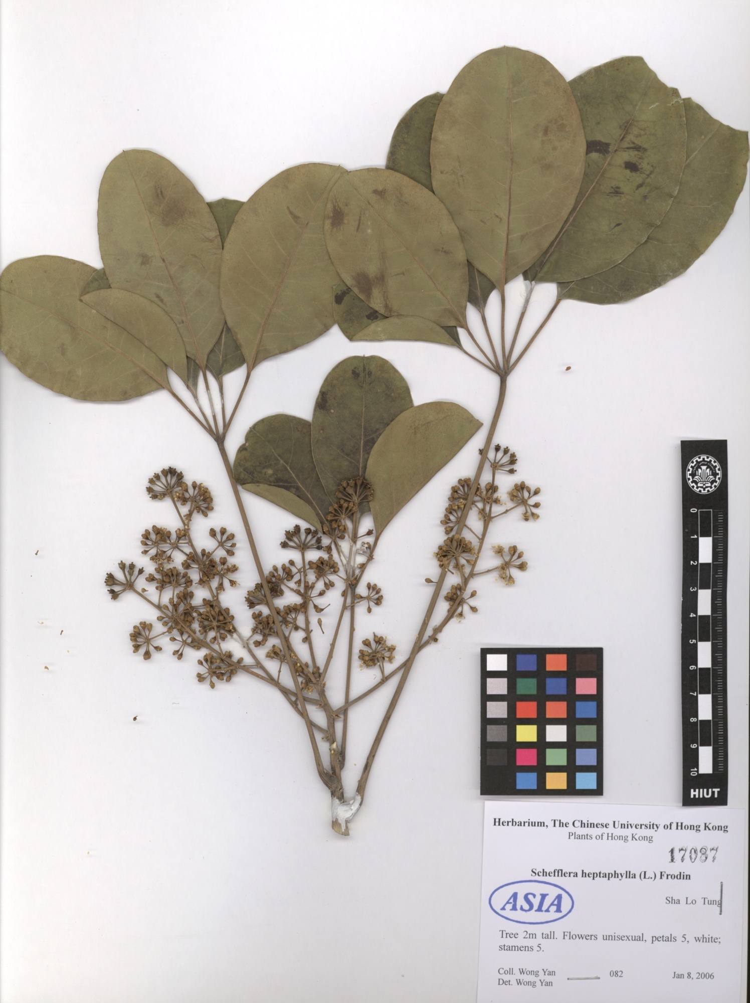 Schefflera