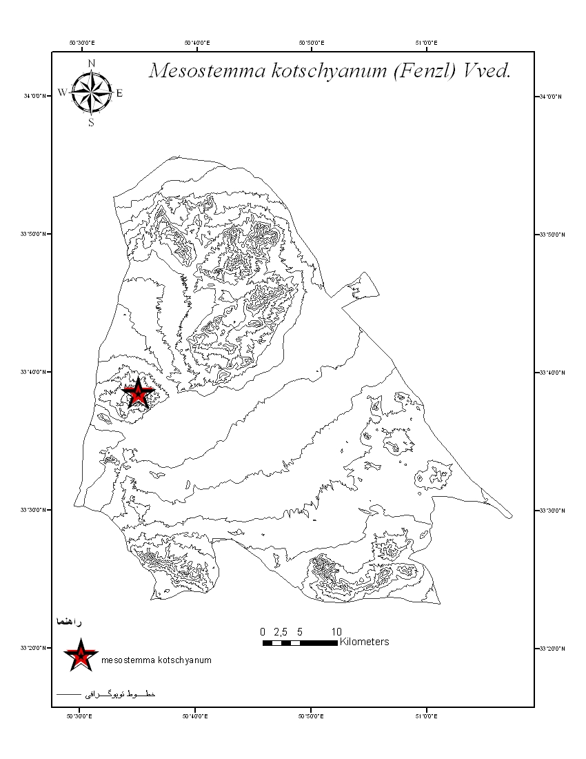 Mesostemma kotschyanum - Caryophyllaceae