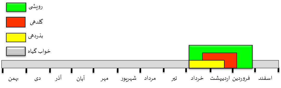 Mesostemma kotschyanum - Caryophyllaceae