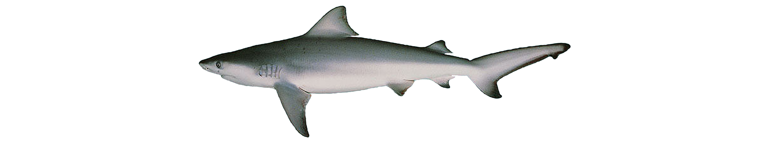 Carcharhinus leucas 