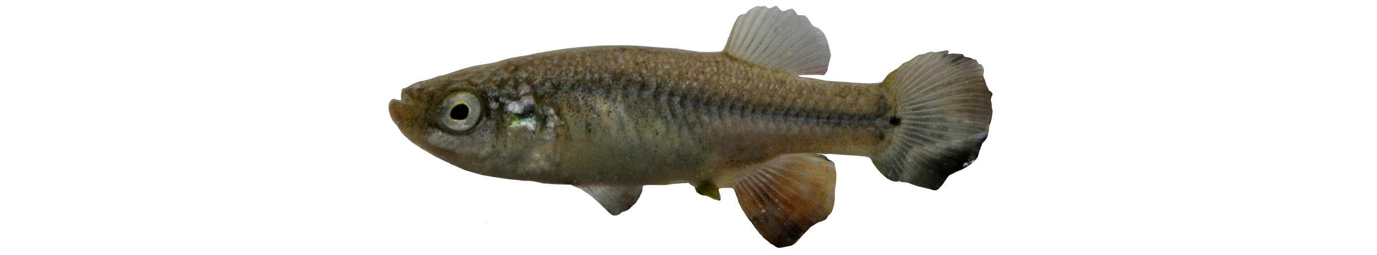 Aphanius  pluristriatus