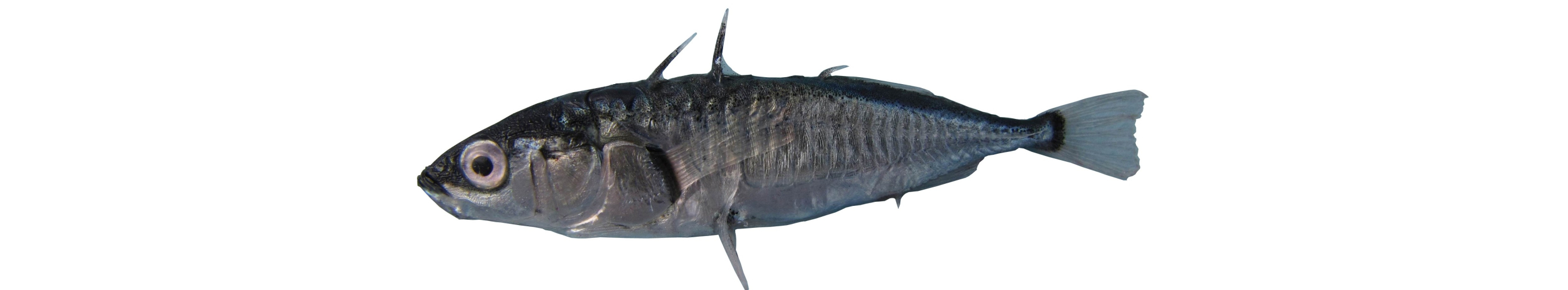 Gasterosteus aculeatus