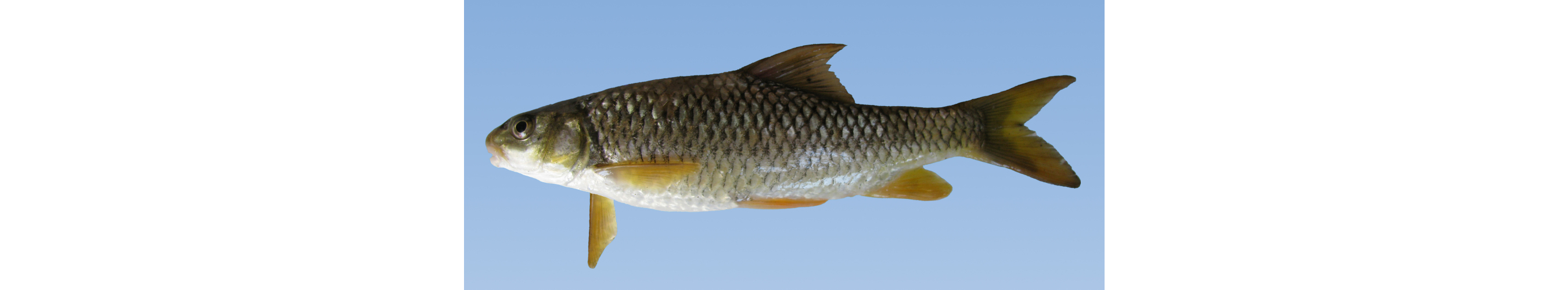 Carasobarbus kosswigi