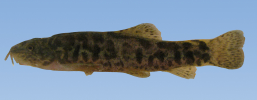 Oxynoemacheilus kiabii