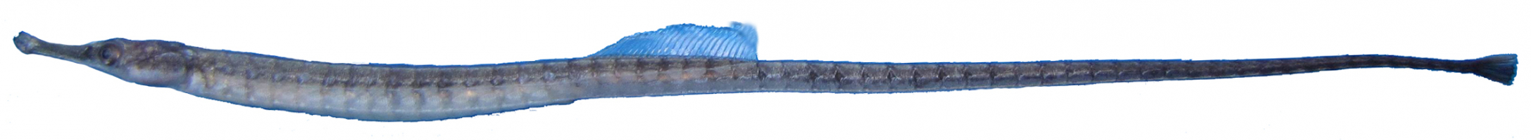 Syngnathus caspius