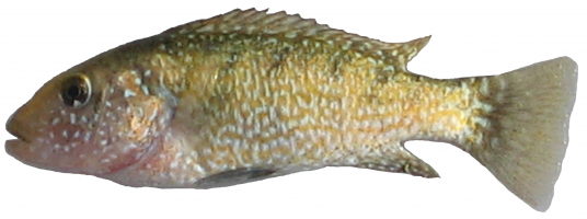 Iranocichla hormuzensis