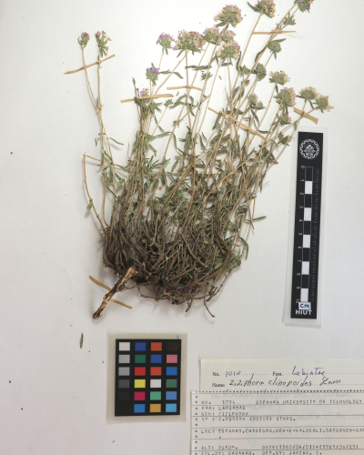 clinopodioides