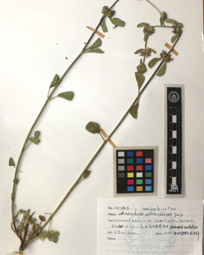 astracanicum