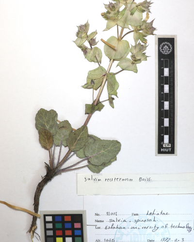 reuteriana