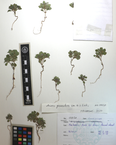 Clinopodium