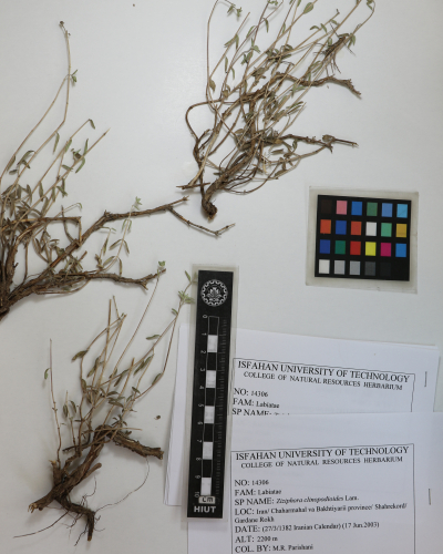 clinopodioides