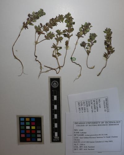 Clinopodium