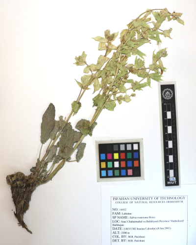 reuteriana