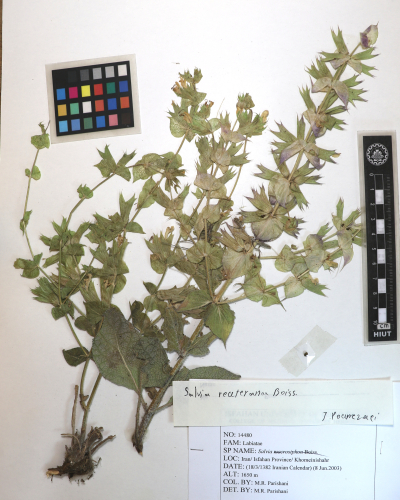 reuteriana