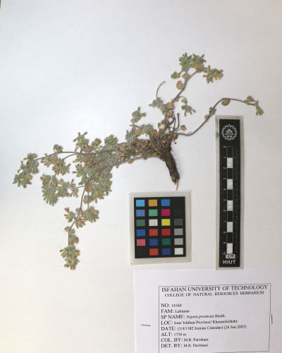prostrata