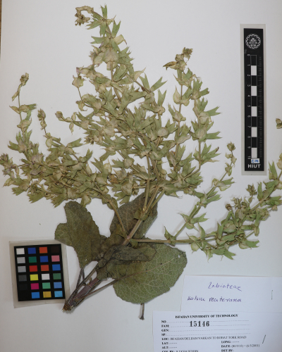 reuteriana