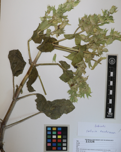 reuteriana