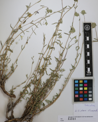clinopodioides