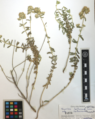 lusitanicum