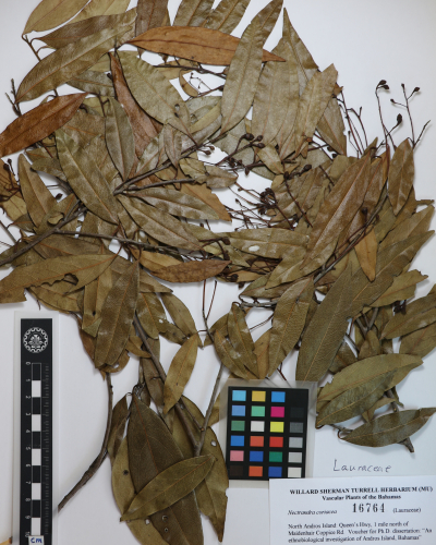 Nectandra