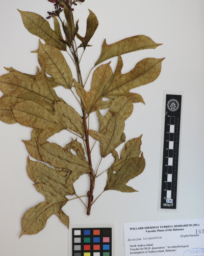 jatropha integerrima