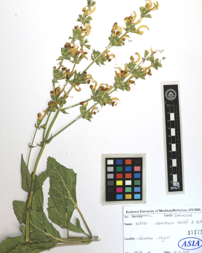 chloroleuca
