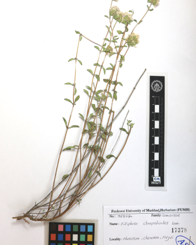clinopodioides