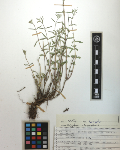 clinopodioides