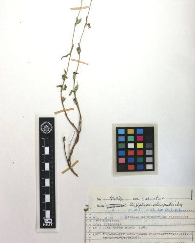 clinopodioides