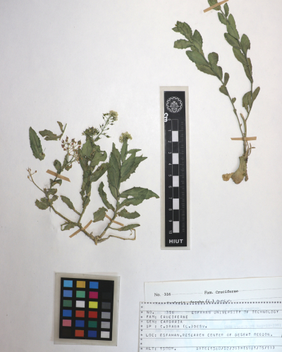 Lepidium draba